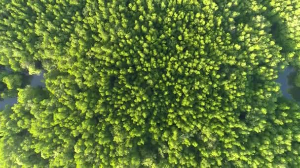 Вид Воздуха Сверху Вниз Красивых Мангровых Лесов Утром Беспилотник Летит — стоковое видео