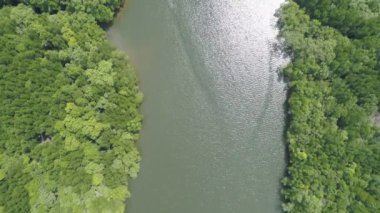 Sabahları güzel mangrov ormanlarının tepesinden aşağıya doğru inen hava manzarası deniz ve mangrov ormanları üzerinde uçan dron Yüksek açılı manzara Dinamik hava görüntüsü inanılmaz doğa manzarası