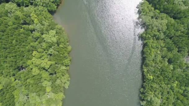 Widok Lotu Ptaka Góry Dół Pięknego Lasu Namorzynowego Rano Dron — Wideo stockowe