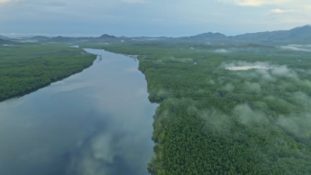 Widok Lotu Ptaka Góry Dół Pięknego Lasu Namorzynowego Rano Dron — Wideo stockowe