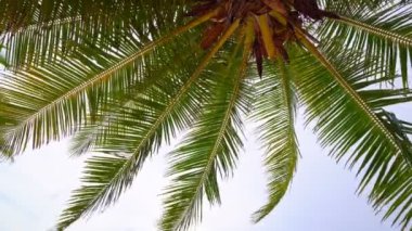 Hindistan cevizi palmiyeleri yaz günlerinde alt görünüm