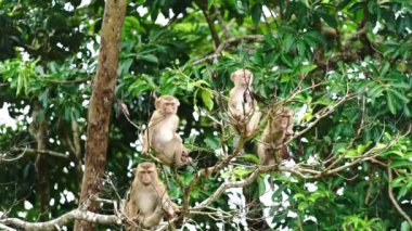 Monkeys sitting on a tree in rainforest