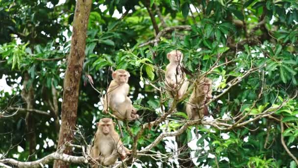 Scimmie Sedute Albero Nella Foresta Pluviale — Video Stock