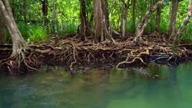 Tropikal ağaçların kökleri bataklık ormanlarında ve kristal berrak su kanallarında Tha Pom Klong Song Nam mangrove sulak arazisinde Krabi Tayland güzel doğa manzarası