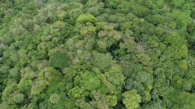 Muhteşem orman. Orman ağaçlarının gökyüzü manzarası. Yağmur ormanları ekosistemi ve sağlıklı çevre arka plan.