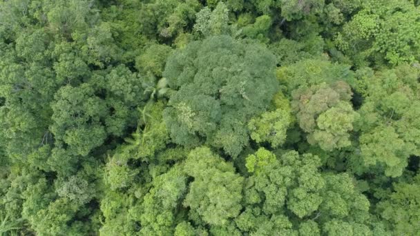 Amazing Forest Aerial View Forest Trees Regenwoud Ecosysteem Gezond Milieu — Stockvideo