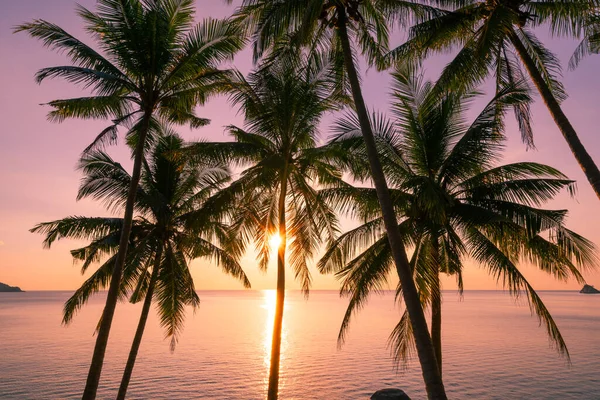 Silhouette Coconut Palm Trees Sunset Sunrise Sky Sea Amazing Light — Stock Photo, Image