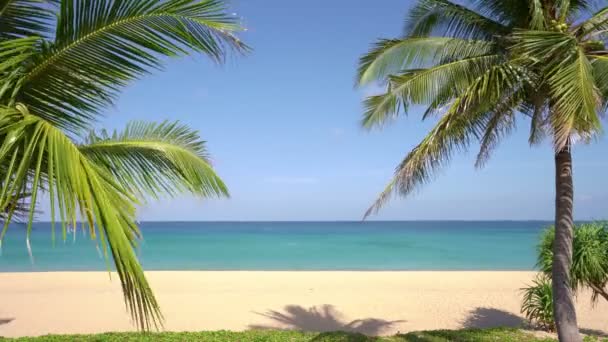 泰国普吉海滩上美丽的椰子树 迷人的海滨岛屿棕榈树叶林覆盖大海美丽的夏天晴朗的蓝天夏天的风景迷人的背景 — 图库视频影像