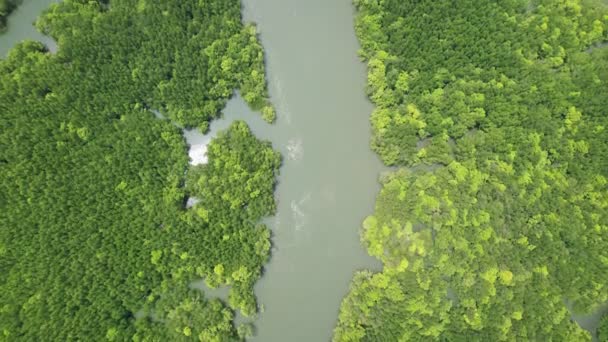 Vista Aérea Incline Câmera Drone Árvore Bonita Floresta Manguezal Manhã — Vídeo de Stock