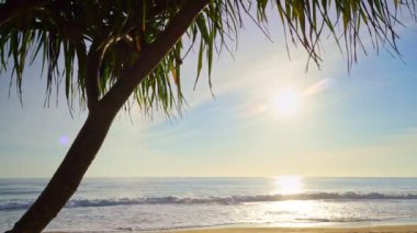 Sahildeki güzel hindistan cevizi palmiyeleri Phuket Tayland, okyanustaki Patong Sahili Palmiyeleri. Plajdaki palmiyeler, beyaz kumlu gökyüzü, yaz manzarası.