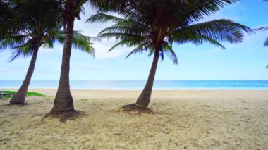 Sahildeki güzel hindistan cevizi palmiyeleri Phuket Tayland, okyanustaki Patong Sahili Palmiyeleri. Plajdaki palmiyeler, beyaz kumlu gökyüzü, yaz manzarası.