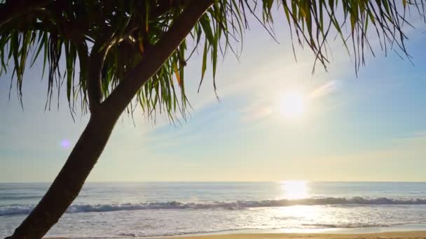 Krásné Kokosové Palmy Pláži Phuket Thajsko Patong Pláž Ostrovy Palmy — Stock video