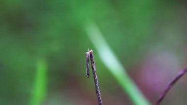 Dal üzerinde asılı duran kırmızı yusufçuğun yavaş çekim görüntüsü ve sonra dal üzerinde oturan Güzel hayvan böceği vahşi, kusursuz döngü video arka planda Doğa