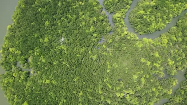 Verbazingwekkende Overvloedige Mangrove Bos Luchtfoto Van Bos Bomen Regenwoud Ecosysteem — Stockvideo