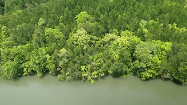 Drone Vliegen Zee Mangrove Bos Landschap Hoge Hoek Uitzicht Dynamische — Stockvideo