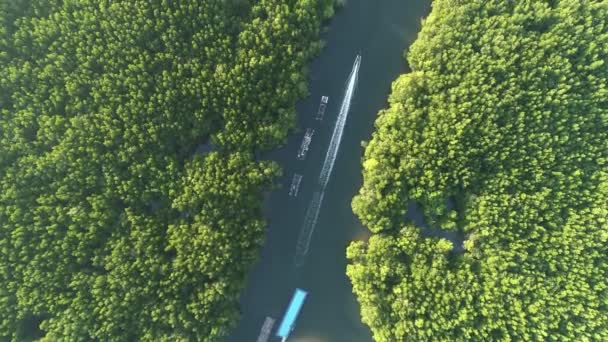 Nsansız Hava Aracı Deniz Mangrov Ormanları Üzerinde Uçuyor Yüksek Açılı — Stok video