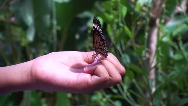 Güzel Kelebek Kanatlarını Çırpar Küçük Bir Kızın Elinde Doğada Şaşırtıcı — Stok video