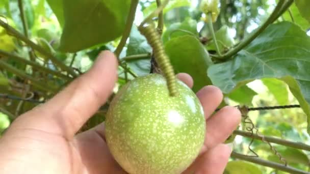 Hand Gardener Checks Organic Green Passion Fruits Vine — Video