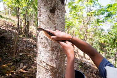 Bahçıvan kadın sabah Phuket Tayland 'da plastik ağacı bıçakla kesiyor.