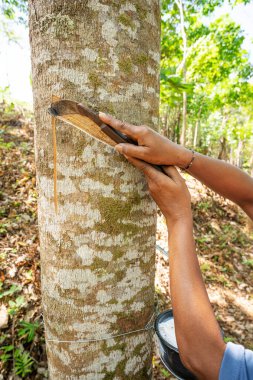 Bahçıvan kadın sabah Phuket Tayland 'da plastik ağacı bıçakla kesiyor.