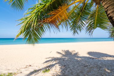 Hindistan cevizi palmiyeleri olan muhteşem Phuket plajı Tayland manzarası kumsal deniz manzarası ve yaz mevsiminde açık mavi gökyüzü Sahil Phuket Tayland