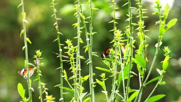 美丽的蝴蝶在热带雨林里美丽的蝴蝶在花朵上 蝴蝶以花蜜为食 在花朵在植物周围飞舞时给它授粉 — 图库视频影像
