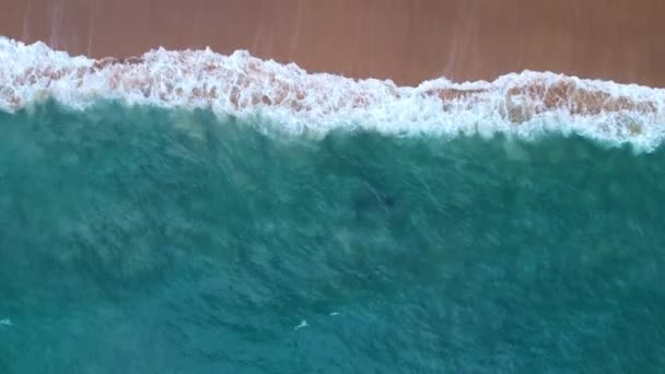 Onde Marine Bella Spiaggia Sabbia Video Alta Qualità Vista Volo — Video Stock