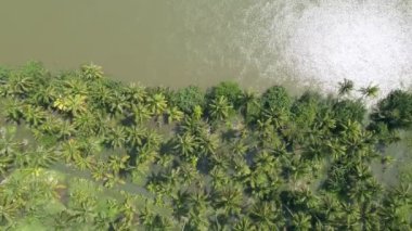 Doğa manzarası Hindistan cevizi ağaçları ya da palmiye ağaçları. Tayland 'da yemyeşil ağaçlar. Yeşillik Hava Görünümü veya Üst Görünüm