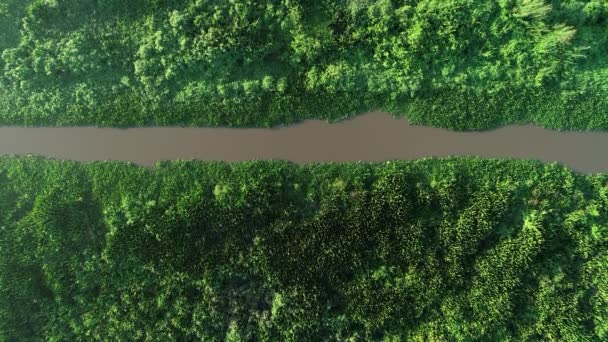 Top View Krásné Jezero Nebo Rybník Uprostřed Zeleného Rostlinného Lesa — Stock video