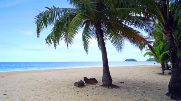 Прекрасні Кокосові Пальми Пляжі Пхукет Таїланд Патонські Пляжні Острови Пальмс — стокове відео