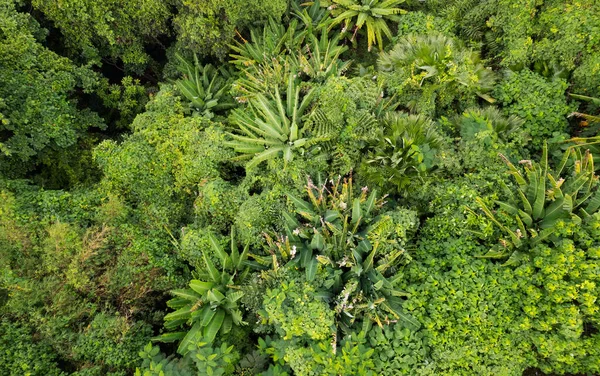 Increíble Bosque Vista Aérea Árboles Forestales Ecosistema Selva Tropical Ambiente — Foto de Stock