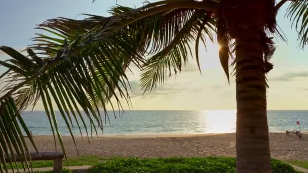 Belle Palme Cocco Sulla Spiaggia Phuket Thailandia Patong Spiaggia Isole — Video Stock