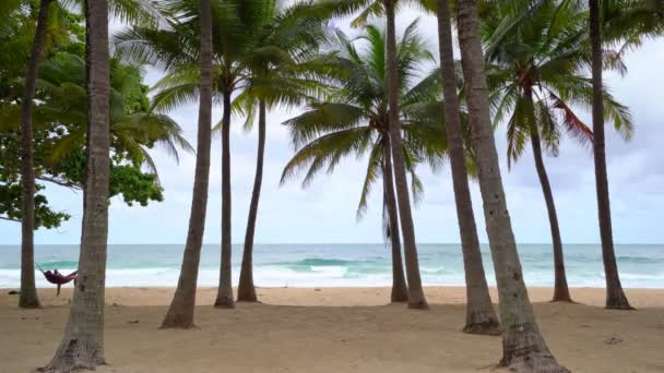 Piękne Palmy Kokosowe Plaży Phuket Tajlandia Patong Beach Islands Palmy — Wideo stockowe