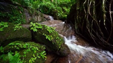 Tropikal yağmur ormanlarında süzülen küçük şelalenin Dolly sürgülü çekimi.