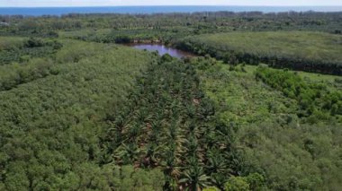 Palmiye Ağacı Çiftliği manzarası ve yukarıdan kauçuk tarlası