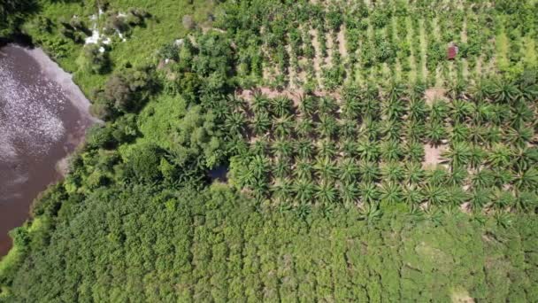Widok Plantacji Oleju Palmowego Plantacji Gumy Góry — Wideo stockowe