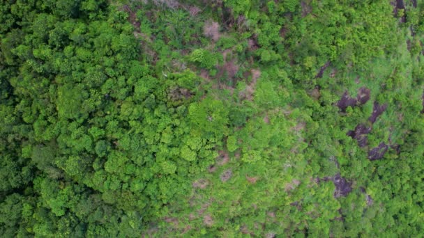 Εναέρια Άποψη Δάσος Δέντρα Rainforest Οικοσύστημα Και Περιβάλλον Της Φύσης — Αρχείο Βίντεο