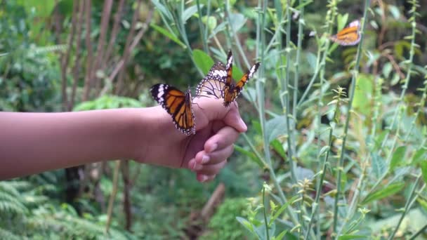 Beautiful Butterfly Flutters Its Wings Hand Little Girl Amazing Butterfly — Stock Video