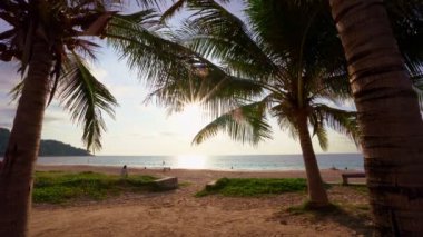 Sahilde güzel hindistan cevizi palmiyeleri Phuket Tayland Patong plaj adaları Palmiye yaprakları plajda beyaz kumlu deniz kıyısı gökyüzü yaz manzarası harika arka plan