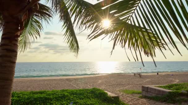 Gyönyörű Kókuszpálmafák Strandon Phuket Thaiföld Patong Strand Szigetek Palms Levelek — Stock videók