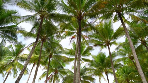Bodemzicht Kokospalm Zonnige Zomerdag Bodemzicht Palmbomen Met Kokosnoten Trop Goed — Stockvideo