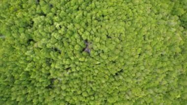 İnanılmaz bereketli mangrov ormanı orman manzarası yağmur ormanları ekosistemi ve sağlıklı çevre arka planı yeşil ağaçların yapısı yüksek açı manzarası