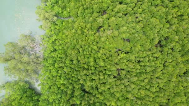 Erstaunlich Reichlich Mangrovenwald Luftaufnahme Der Waldbäume Regenwald Ökosystem Und Gesunde — Stockvideo