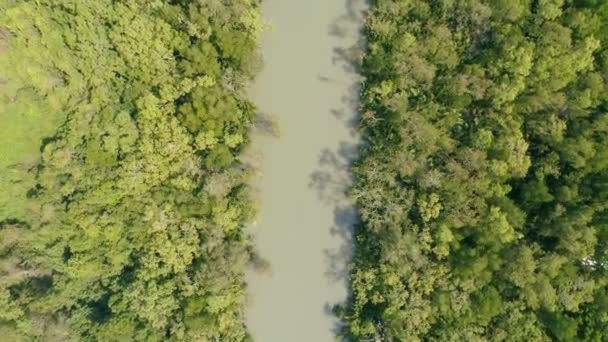 Καταπληκτική Άφθονη Δάσος Μαγκρόβια Αεροφωτογραφία Των Δασικών Δέντρων Rainforest Οικοσύστημα — Αρχείο Βίντεο