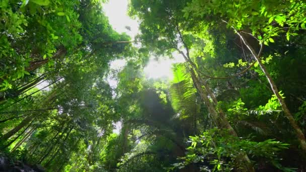 Tropical Rainforest Morning Bottom View Looked Saw Sun Shining Beautiful — Wideo stockowe