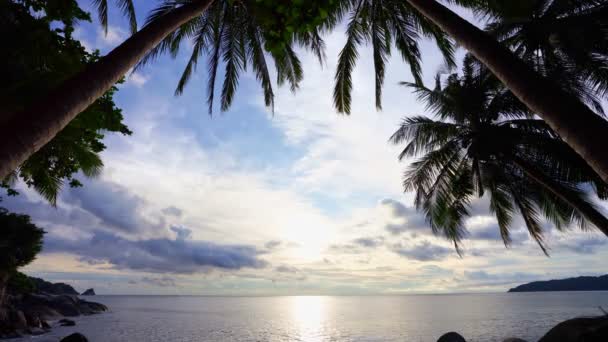 Beautiful Coconut Palm Trees Beach Phuket Thailand Phuket Islands Palms — Stock videók