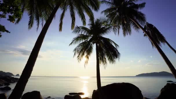 Beautiful Coconut Palm Trees Beach Phuket Thailand Phuket Islands Palms — Vídeo de Stock