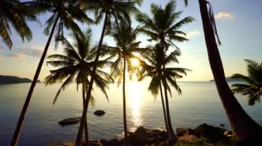 Phuket Tayland sahilindeki güzel hindistan cevizi palmiyeleri okyanustaki Phuket Adaları Palmiyeleri. Sahilde palmiyeler var. Gün batımında gökyüzü inanılmaz altın ışık. Yaz manzarası arka planı.