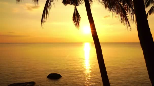 Krásné Kokosové Palmy Pláži Phuket Thajsko Phuket Islands Palmy Oceánu — Stock video