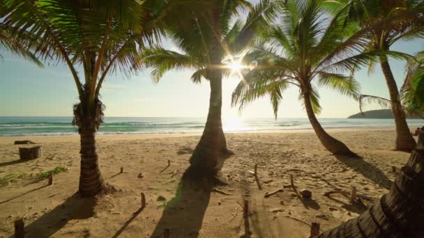 Krásné Kokosové Palmy Pláži Phuket Thajsko Phuket Islands Palmy Oceánu — Stock video